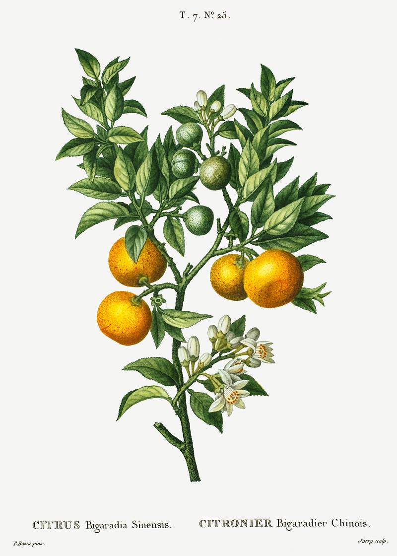 Bitter sweet oranges on a branch (Citrus Bigaradia Sinensis) from Traité des Arbres et Arbustes que l’on cultive…