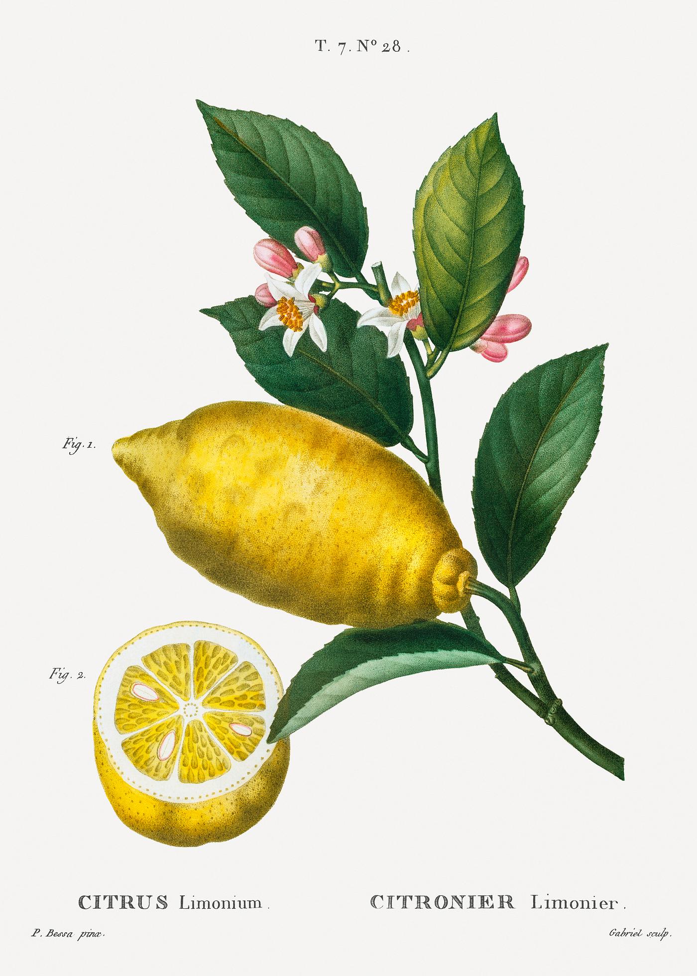 Lemon tree branch An enlarged version of lemon with leaves and a half-cul lemon (Citrus limonium) from Traité des Arbres et Arbustes...