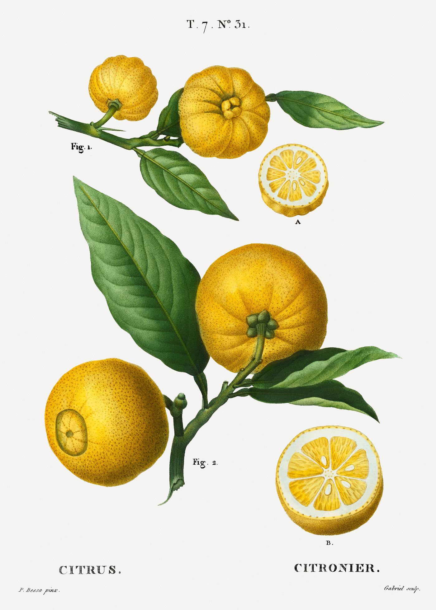 Clusters of citrus from Traité des Arbres et Arbustes que l'on cultive en France en pleine terre (1801–1819... Clusters of citrus from Traité des Arbres et Arbustes que l'on cultive en France en pleine terre (1801–1819...