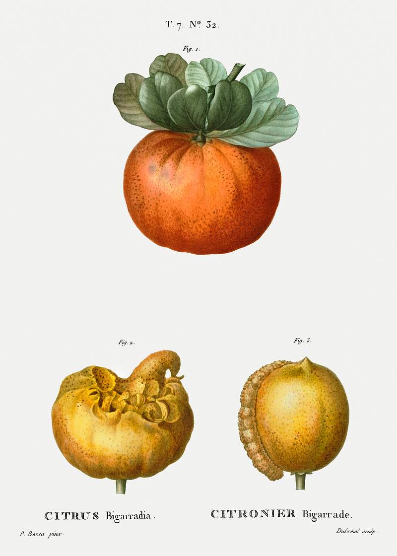 Bigarade orange (Citrus bigarradia) from Traité des Arbres et Arbustes que l’on cultive en France en pleine…