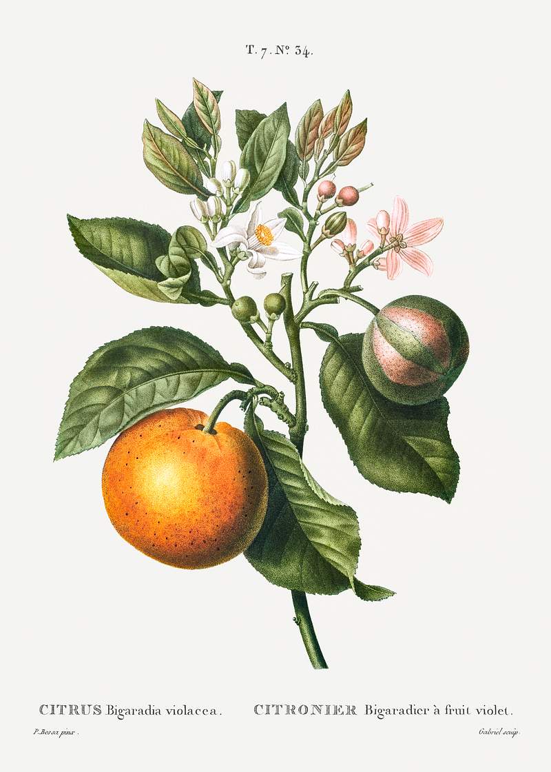 Bitter orange (Citrus Bigaradia violacea) from Traité des Arbres et Arbustes que l’on cultive en France en…