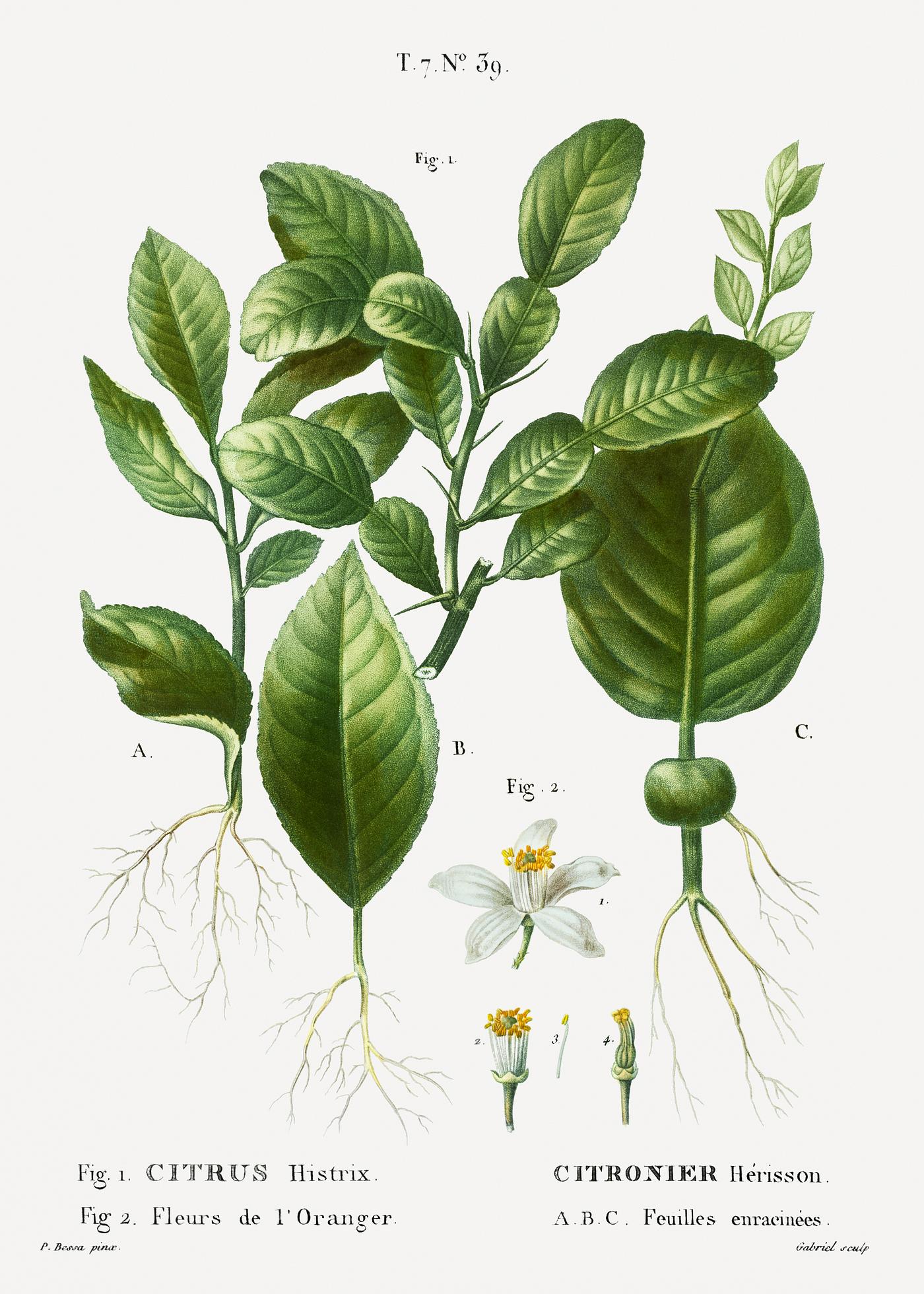 1. Kaffir lime, Citrus histrix 2. Orange blossom from Traité des Arbres et Arbustes que l'on cultive en France en... 1. Kaffir lime, Citrus histrix 2. Orange blossom from Traité des Arbres et Arbustes que l'on cultive en France en...