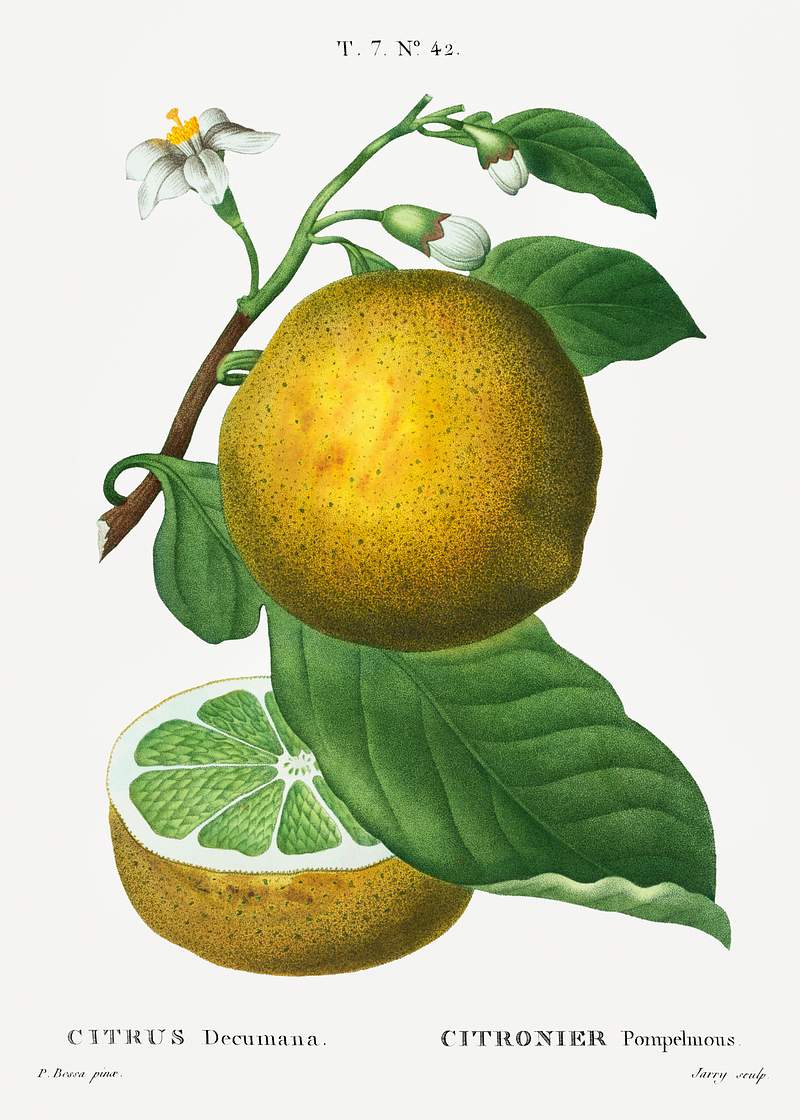 Grapefruit, Citrus decumana from Traité des Arbres et Arbustes que l'on cultive en France en pleine terre…