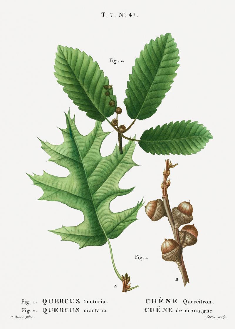 Eastern black oak tree branch 1. Eastern black oak, Quercus tinctoria 2. Chestnut oak, Quercus montana from Traité des Arbres et Arbustes que l'on…