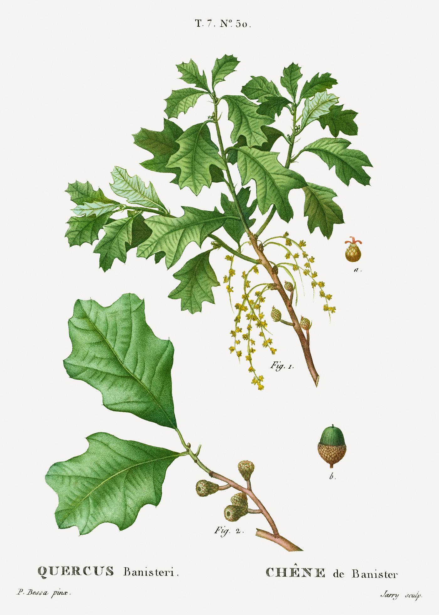Bear oak, Quercus banisteri from Traité des Arbres et Arbustes que l'on cultive en France en pleine terre (1801... Bear oak, Quercus banisteri from Traité des Arbres et Arbustes que l'on cultive en France en pleine terre (1801...