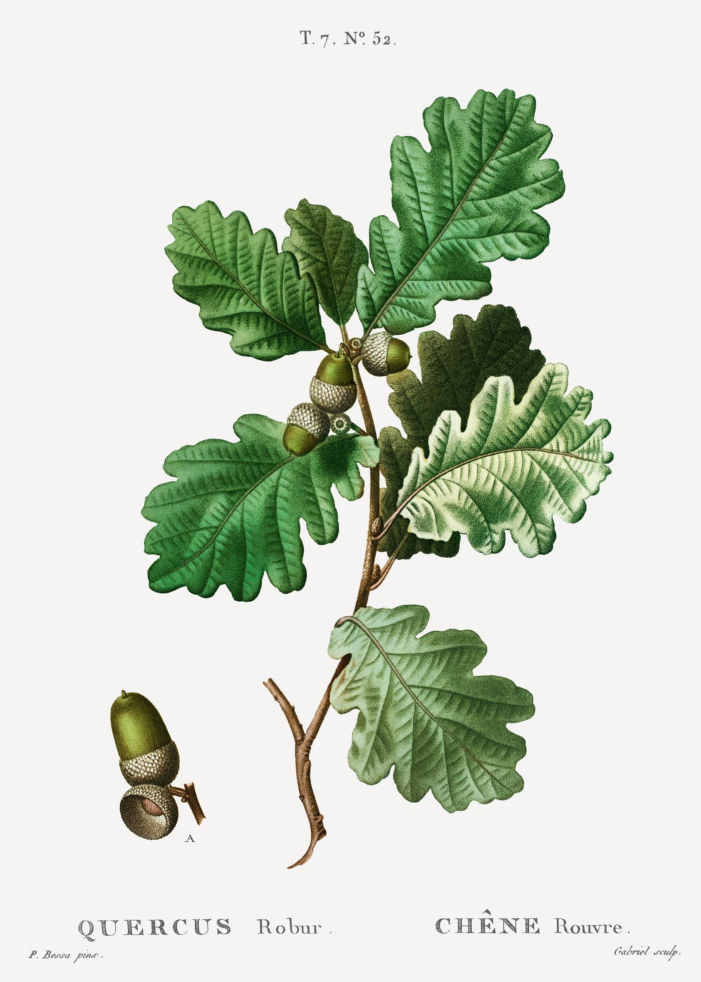 European oak (Chéne rouvre) from Traité des Arbres et Arbustes que l’on cultive en France en pleine... European oak (Chéne rouvre) from Traité des Arbres et Arbustes que l’on cultive en France en pleine...