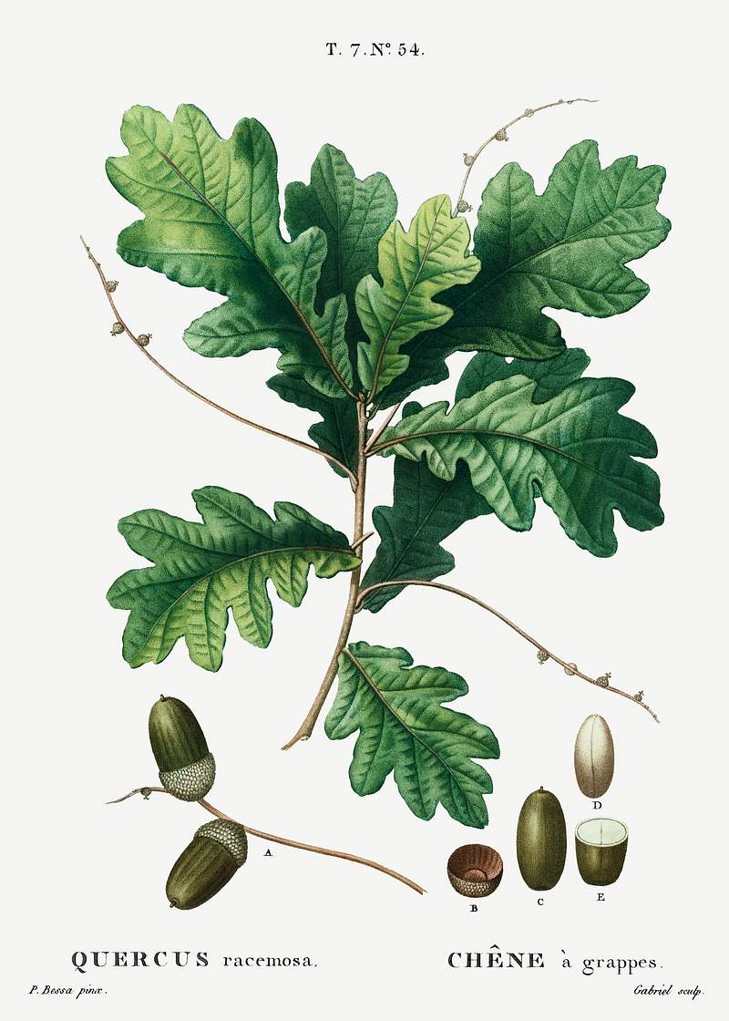 Quercus racemosa (Chéne à grappes) from Traité des Arbres et Arbustes que l’on cultive en France…