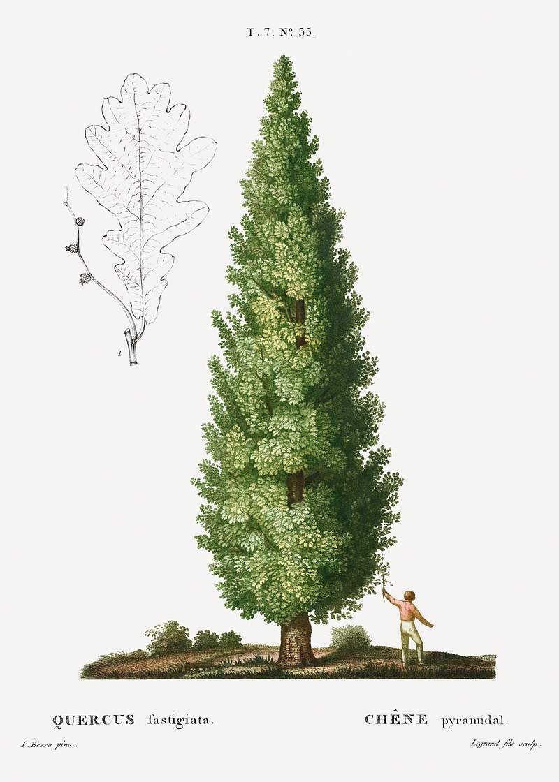 English oak, Quercus fastigiata from Traité des Arbres et Arbustes que l'on cultive en France en pleine terre…