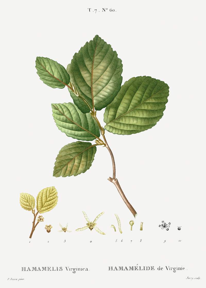 Witch-hazel, Hamamelis virginica from Traité des Arbres et Arbustes que l'on cultive en France en pleine terre…