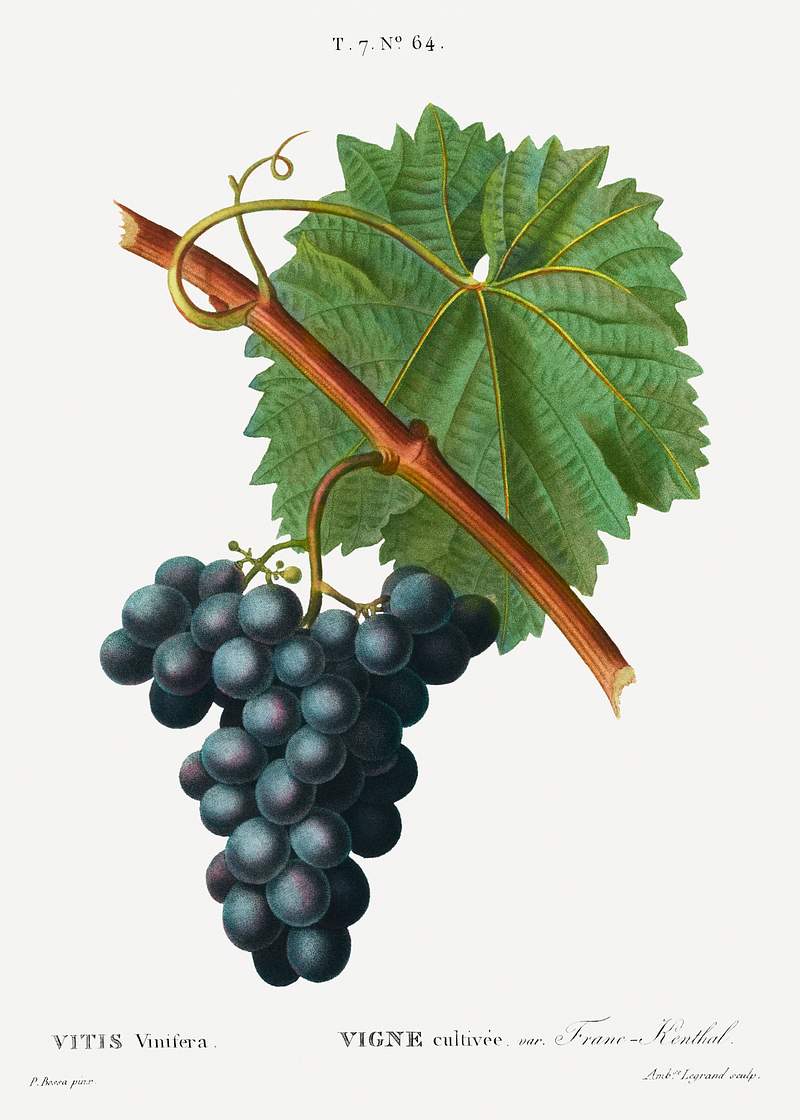 Grape vine, Vitis vinifera from Traité des Arbres et Arbustes que l'on cultive en France en pleine terre…