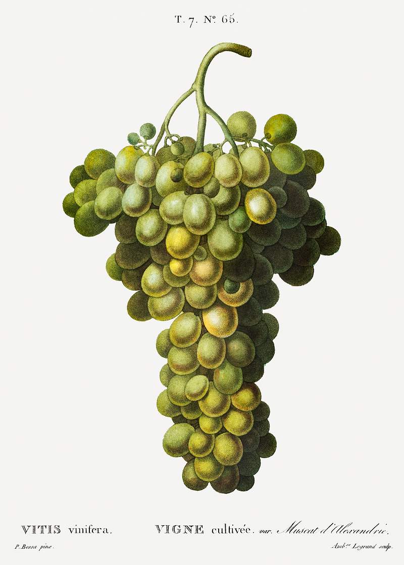 Vitis vinifera (Muscat blanc) from Traité des Arbres et Arbustes que l’on cultive en France en pleine terre…