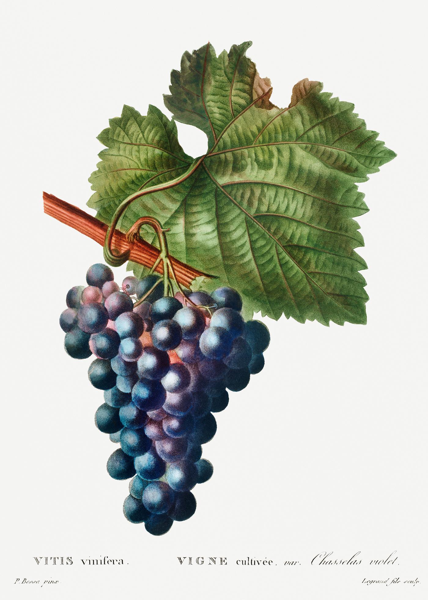 Grape vine (Vitis vinifera) from Traité des Arbres et Arbustes que l’on cultive en France en pleine terre (1801... Grape vine (Vitis vinifera) from Traité des Arbres et Arbustes que l’on cultive en France en pleine terre (1801...