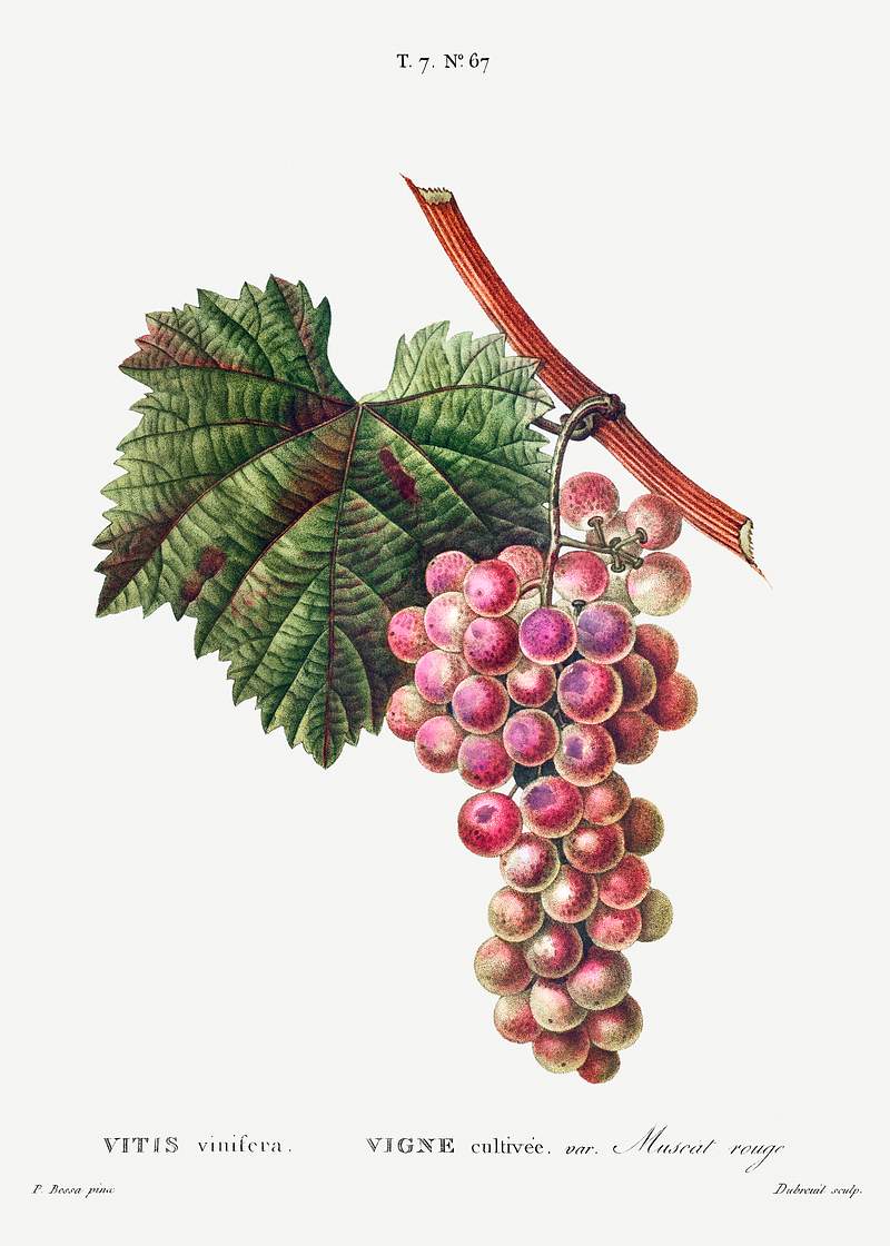 Vitis vinifera (Muscat rouge) from Traité des Arbres et Arbustes que l’on cultive en France en pleine terre…