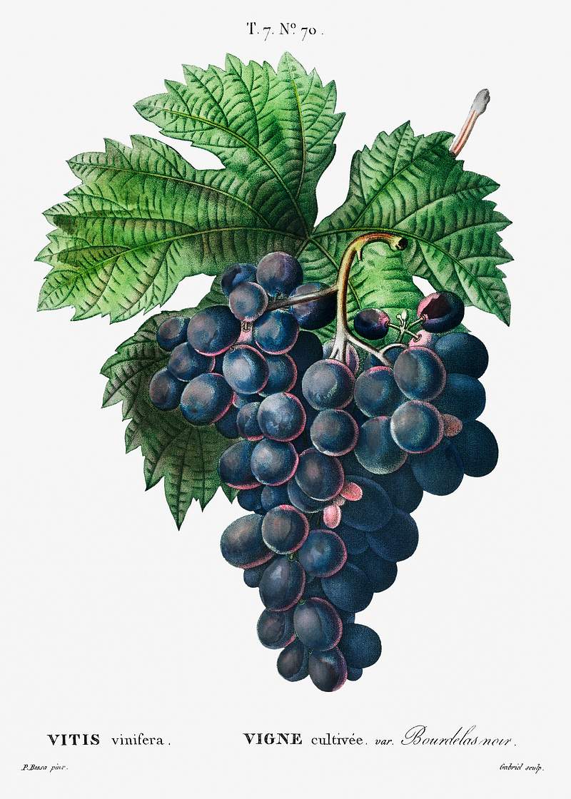 Vitis vinifera (Bourdekas noir) from Traité des Arbres et Arbustes que l’on cultive en France en pleine terre…