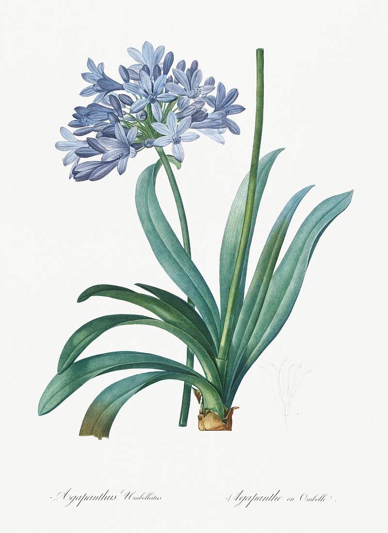 Lily of the Nile illustration from Les liliacées (1805) by Pierre-Joseph Redouté. Original from New York Public…
