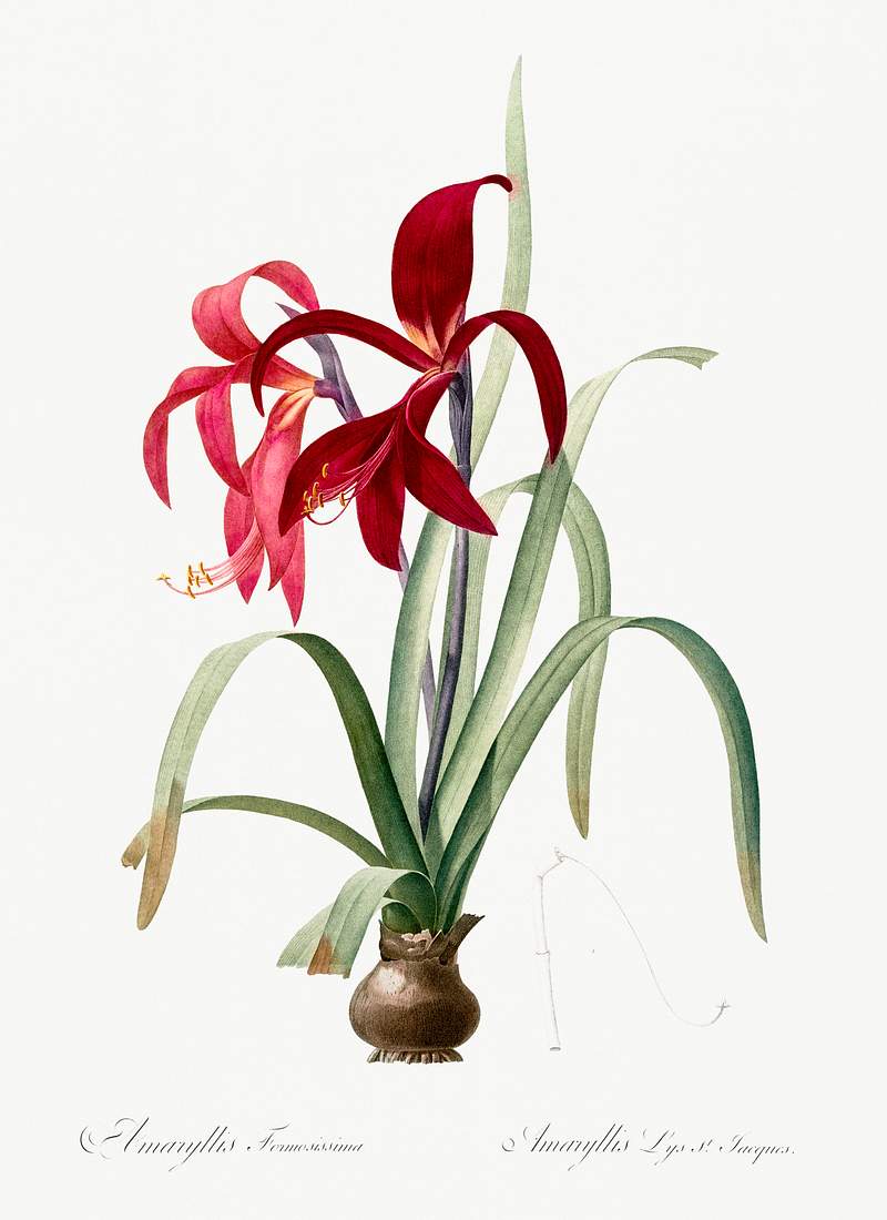 Sprekelia illustration from Les liliacées (1805) by Pierre-Joseph Redouté. Original from New York Public…