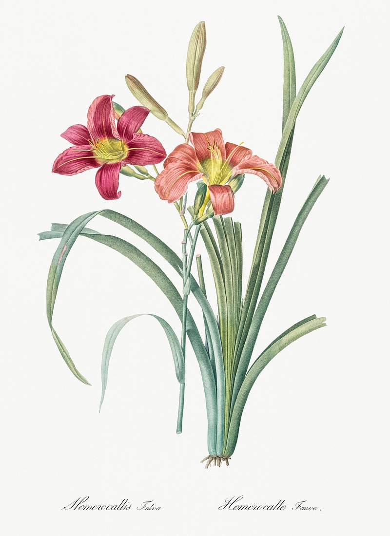 Orange day lily illustration from Les liliacées (1805) by Pierre-Joseph Redouté. Original from New York Public…