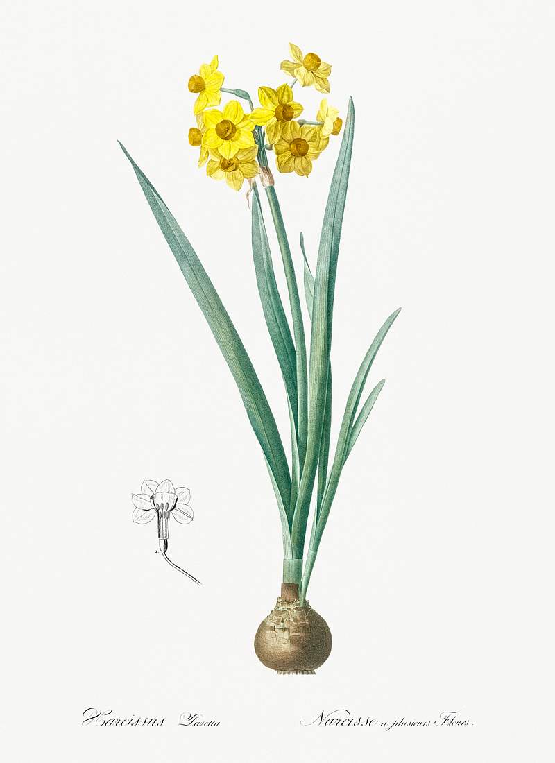 Daffodil illustration from Les liliacées (1805) by Pierre-Joseph Redouté. Original from New York Public…