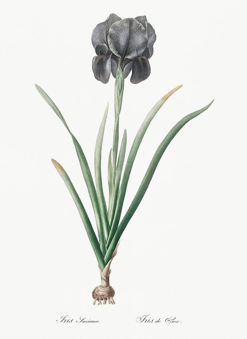 Mourning iris illustration from Les liliacées (1805) by Pierre-Joseph Redouté. Original from New York Public…