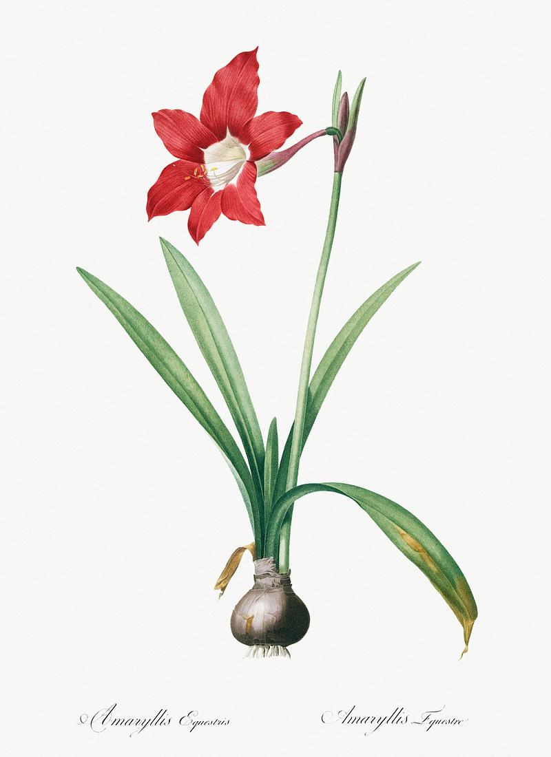 Hippeastrum illustration from Les liliacées (1805) by Pierre Joseph Redouté (1759-1840). Digitally enhanced by rawpixel. Hippeastrum illustration from Les liliacées (1805) by Pierre Joseph Redouté (1759-1840). Digitally enhanced by…
