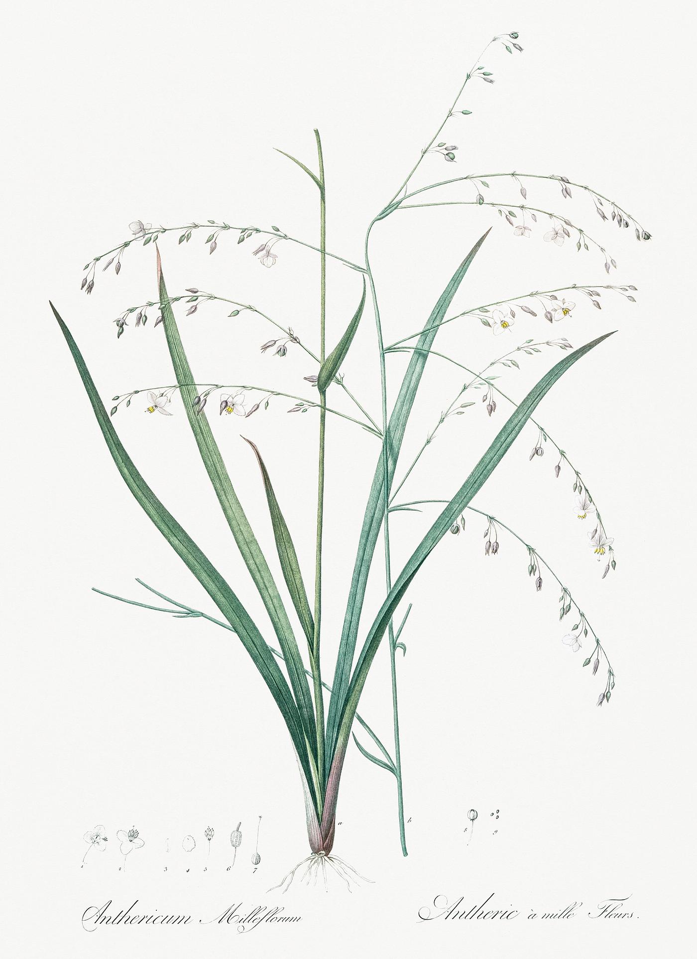 Pale vanilla lily illustration from Les liliacées (1805) by Pierre-Joseph Redouté. Original from New York... Pale vanilla lily illustration from Les liliacées (1805) by Pierre-Joseph Redouté. Original from New York...