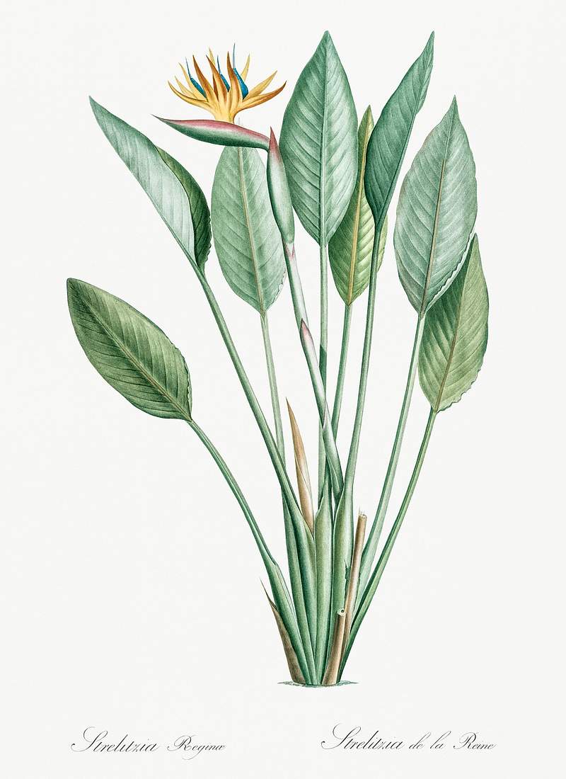 Bird of paradise illustration from Les liliacées (1805) by Pierre-Joseph Redouté. Original from New York Public…