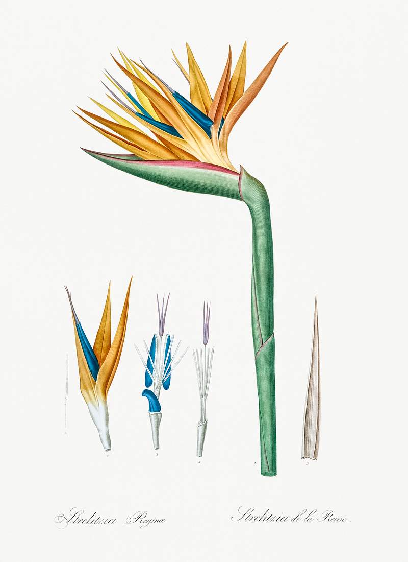 Bird of paradise illustration from Les liliacées (1805) by Pierre-Joseph Redouté. Original from New York Public…