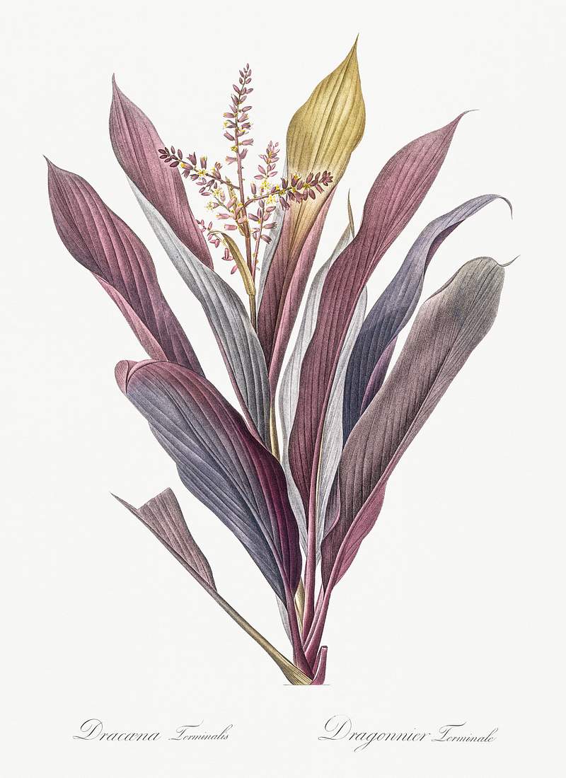 Cordyline fruticosa illustration from Les liliacées (1805) by Pierre-Joseph Redouté. Original from New York…