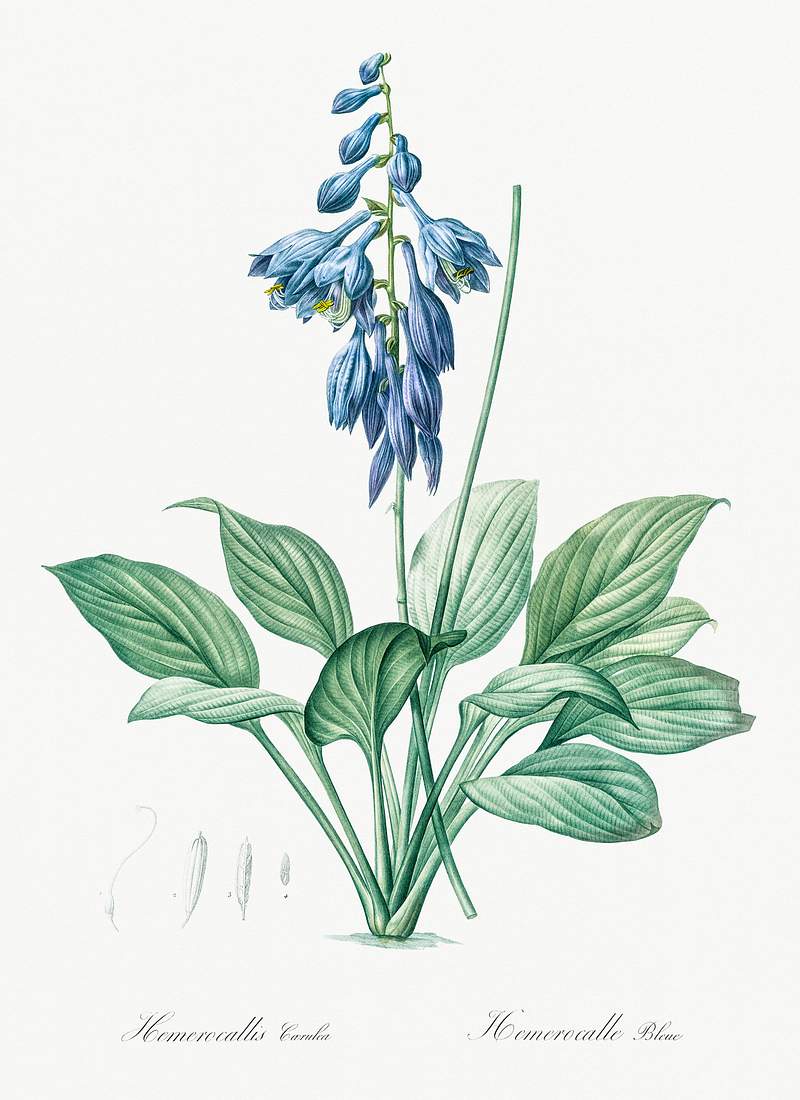 Daylily illustration from Les liliacées (1805) by Pierre-Joseph Redouté. Original from New York Public Library.…