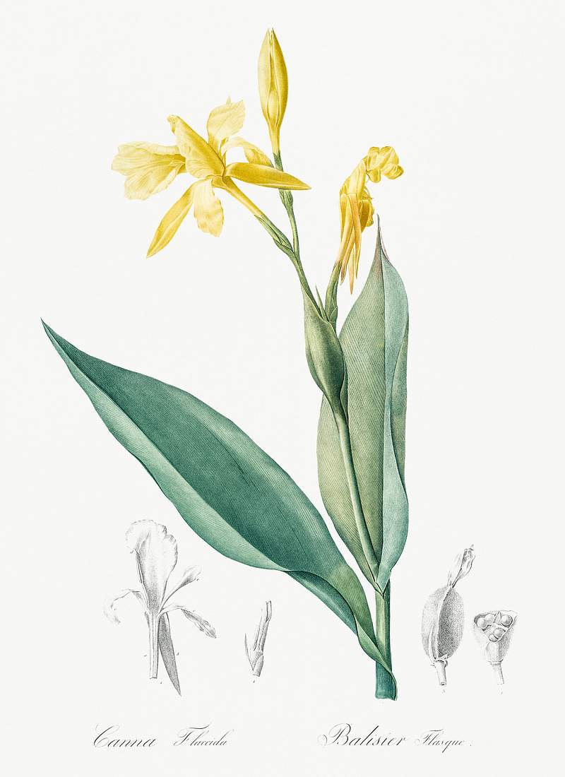 Bandana of the everglades illustration from Les liliacées (1805) by Pierre-Joseph Redouté. Original from New…
