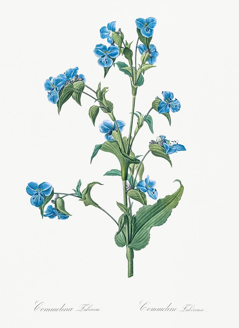 Commelina tuberosa illustration from Les liliacées (1805) by Pierre Joseph Redouté (1759-1840). Digitally enhanced by rawpixel. Commelina tuberosa illustration from Les liliacées (1805) by Pierre Joseph Redouté (1759-1840). Digitally…
