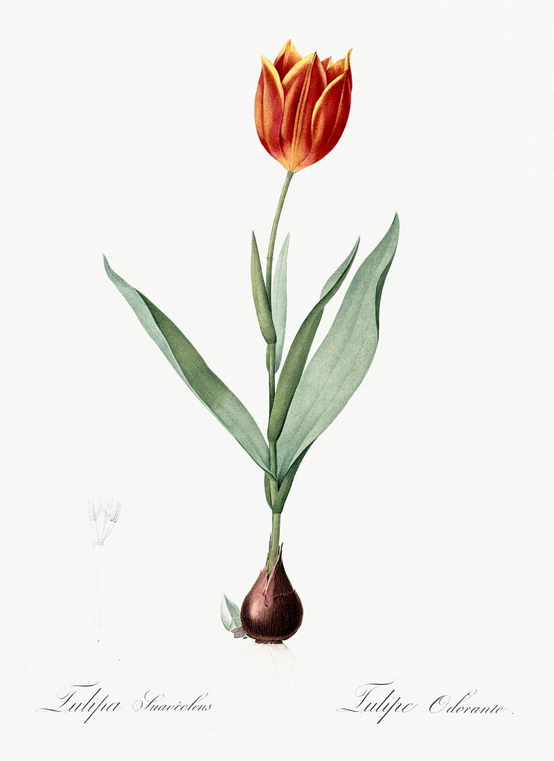 Tulip illustration from Les liliacées (1805) by Pierre Joseph Redouté (1759-1840). Digitally enhanced by rawpixel. Tulip illustration from Les liliacées (1805) by Pierre Joseph Redouté (1759-1840). Digitally enhanced by…