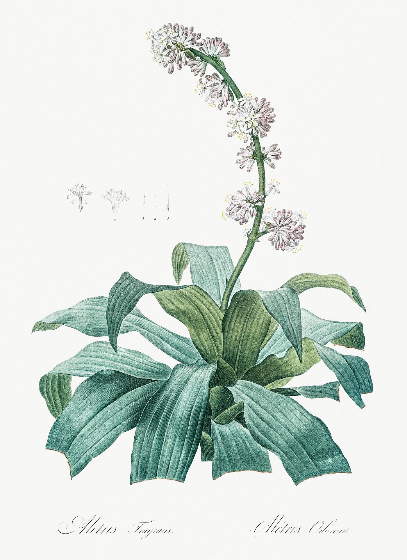 Aletris fragrans illustration from Les liliacées (1805) by Pierre-Joseph Redouté. Original from New York... Aletris fragrans illustration from Les liliacées (1805) by Pierre-Joseph Redouté. Original from New York...