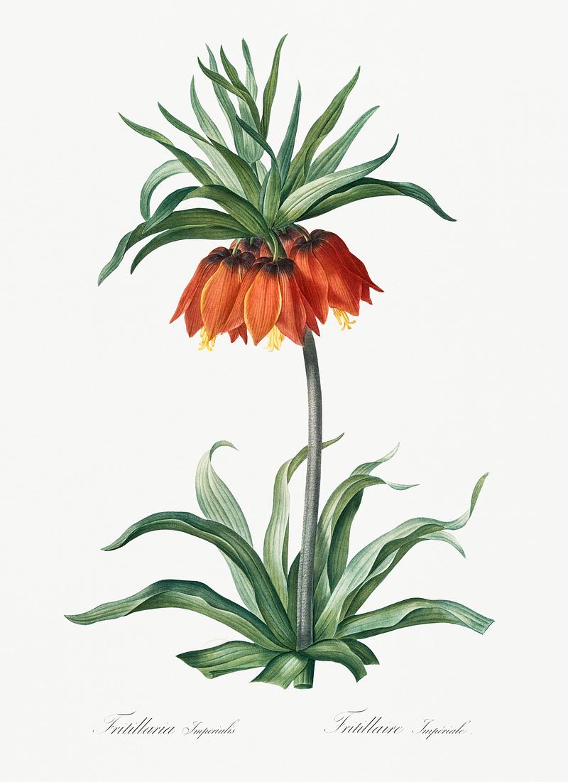 Fritillaries illustration from Les liliacées (1805) by Pierre Joseph Redouté (1759-1840). Digitally enhanced by rawpixel. Fritillaries illustration from Les liliacées (1805) by Pierre Joseph Redouté (1759-1840). Digitally enhanced by…