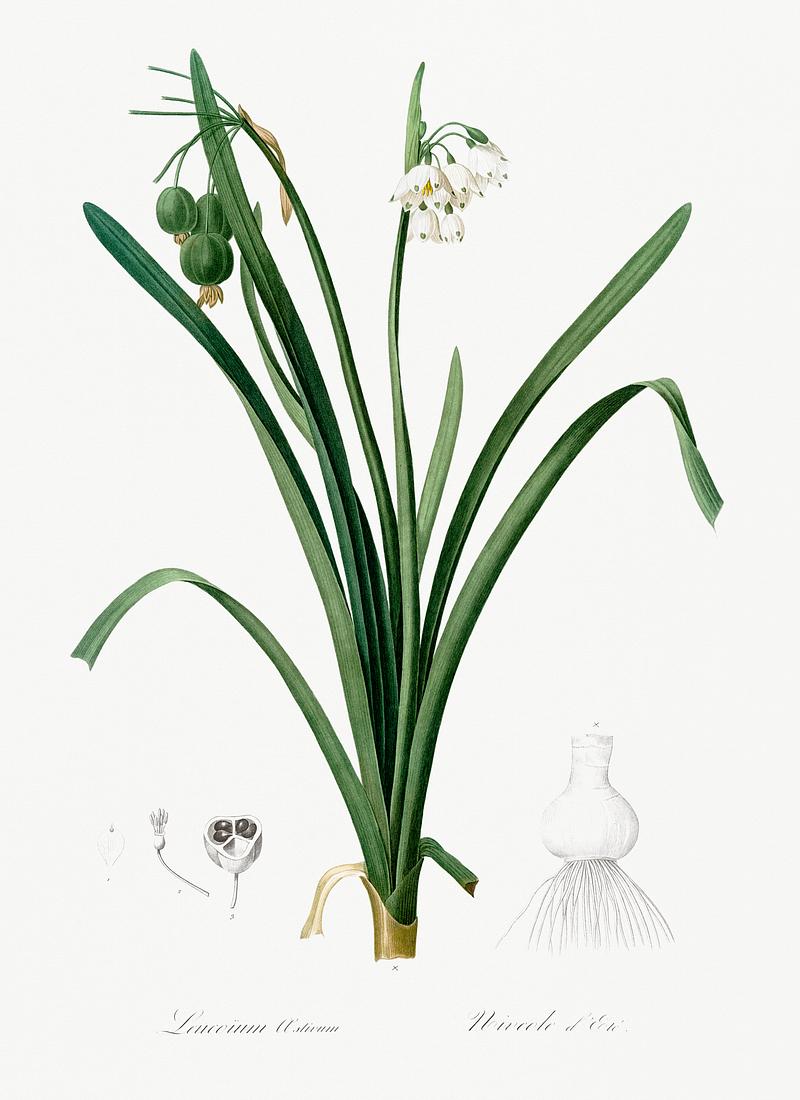 Summer snowflake illustration from Les liliacées (1805) by Pierre Joseph Redouté (1759-1840). Digitally enhanced by rawpixel. Summer snowflake illustration from Les liliacées (1805) by Pierre Joseph Redouté (1759-1840). Digitally…