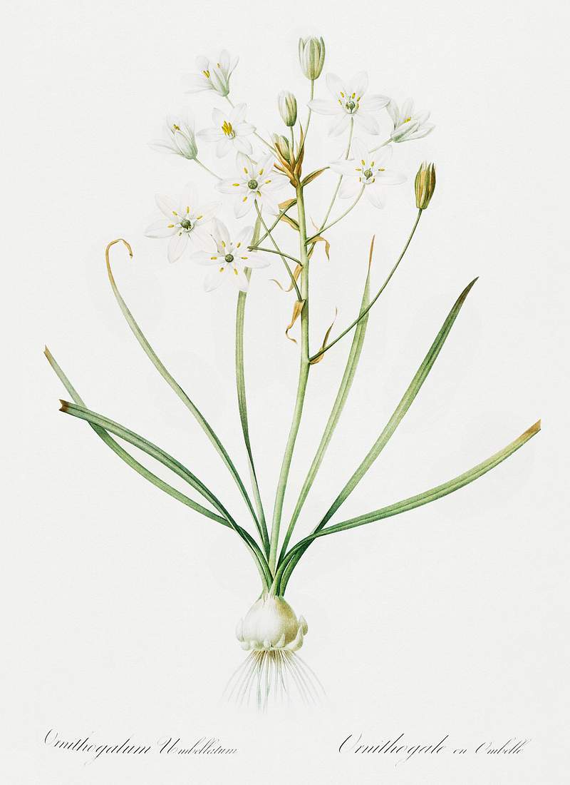 Ornithogalum umbellatum illustration from Les liliacées (1805) by Pierre-Joseph Redouté. Original from New York…