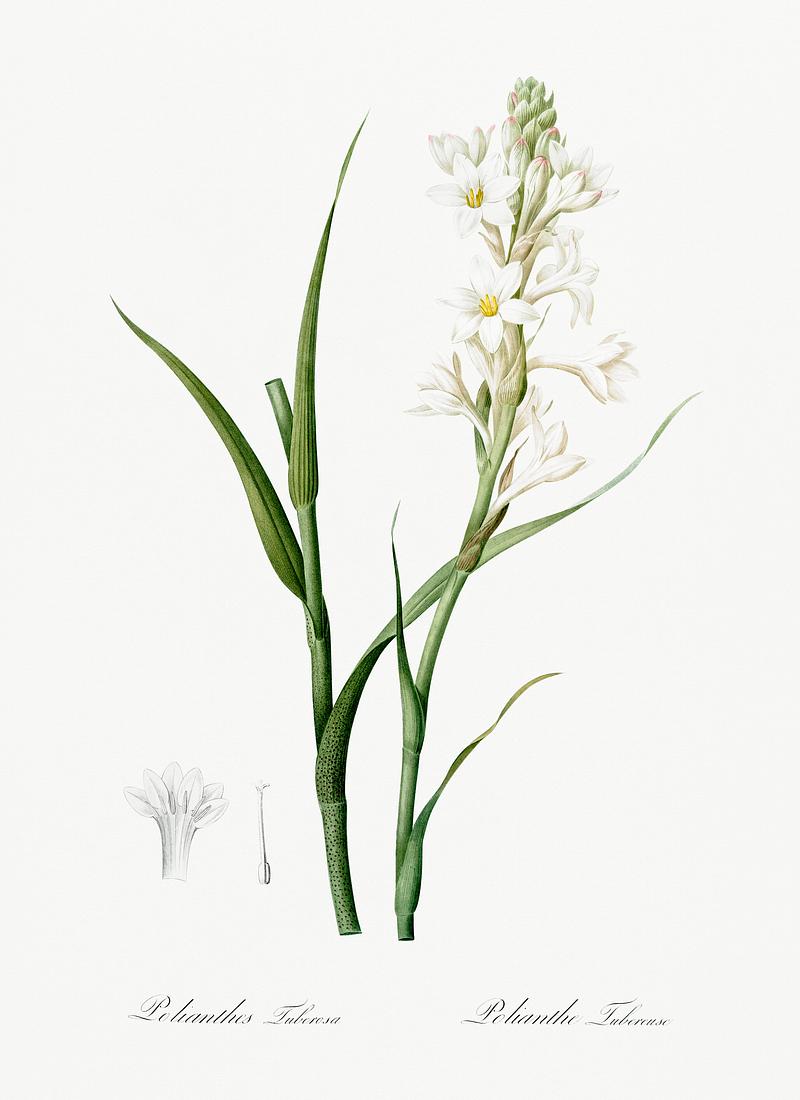 Polianthes tuberosa illustration from Les liliacées (1805) by Pierre Joseph Redouté (1759-1840). Digitally enhanced by rawpixel. Polianthes tuberosa illustration from Les liliacées (1805) by Pierre Joseph Redouté (1759-1840). Digitally…