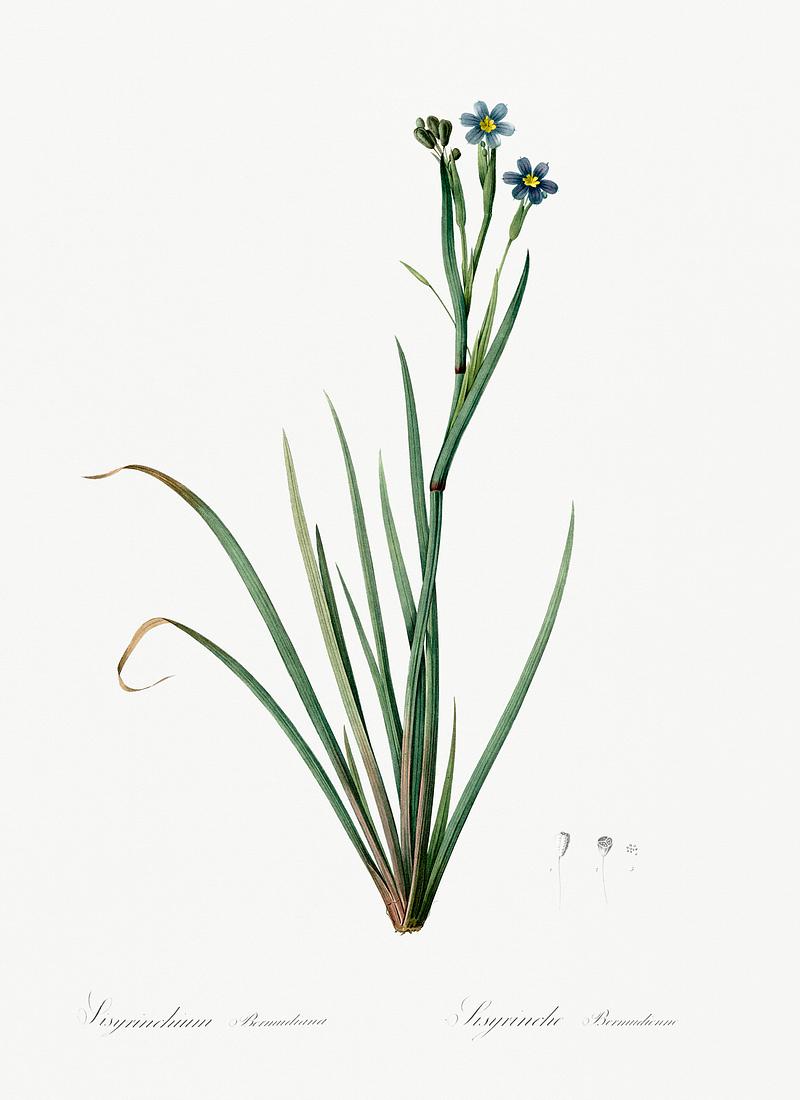 Bermudiana illustration from Les liliacées (1805) by Pierre Joseph Redouté (1759-1840). Digitally enhanced by rawpixel. Bermudiana illustration from Les liliacées (1805) by Pierre Joseph Redouté (1759-1840). Digitally enhanced by…