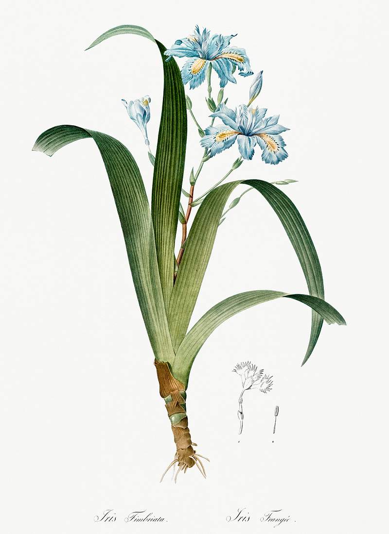 Iris fimbriata illustration from Les liliacées (1805) by Pierre-Joseph Redouté. Original from New York Public…