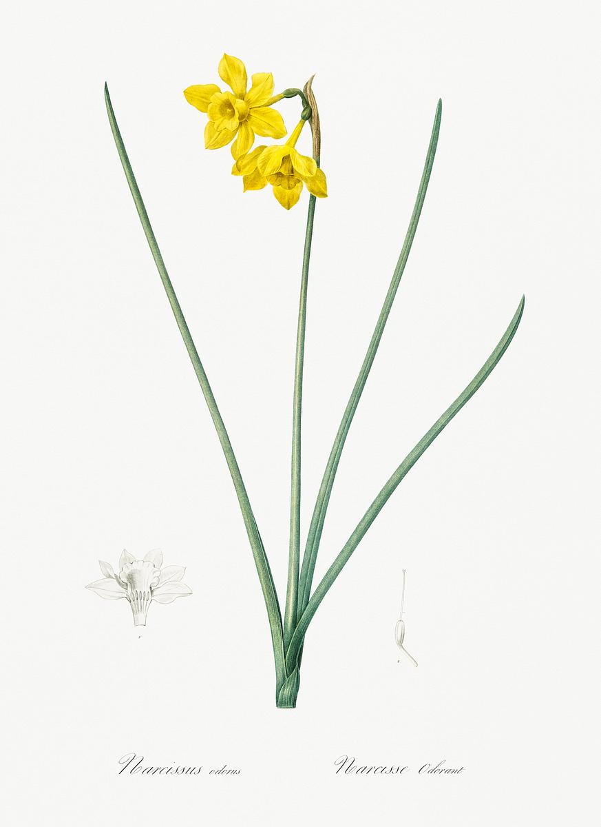 Narcissus odorus illustration from Les… | Free public domain illustration Narcissus odorus illustration from Les liliacées (1805) by Pierre-Joseph Redouté. Original from New York Public…