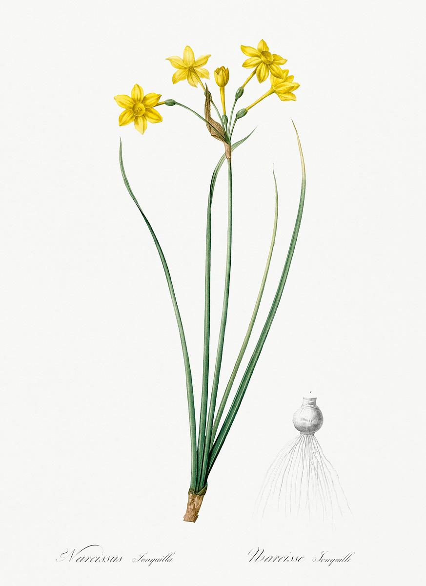 Rush daffodil illustration from Les… | Free public domain illustration Rush daffodil illustration from Les liliacées (1805) by Pierre-Joseph Redouté. Original from New York Public…