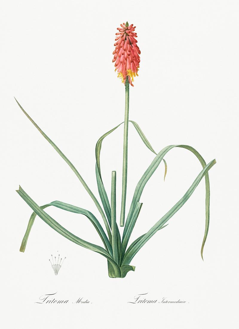 Redhot poker illustration from Les liliacées (1805) by Pierre Joseph Redouté (1759-1840). Digitally enhanced by rawpixel. Redhot poker illustration from Les liliacées (1805) by Pierre Joseph Redouté (1759-1840). Digitally enhanced by…