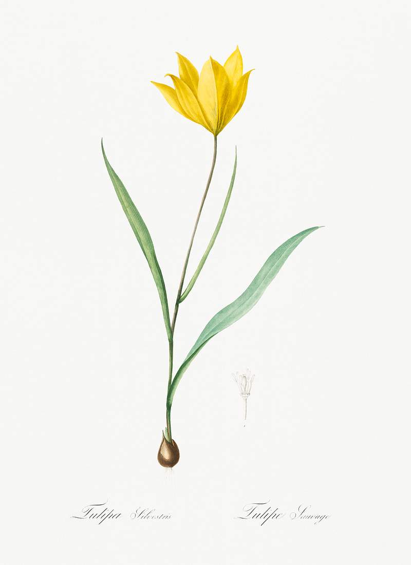 Tulipa sylvestris illustration from Les liliacées (1805) by Pierre-Joseph Redouté. Original from New York…