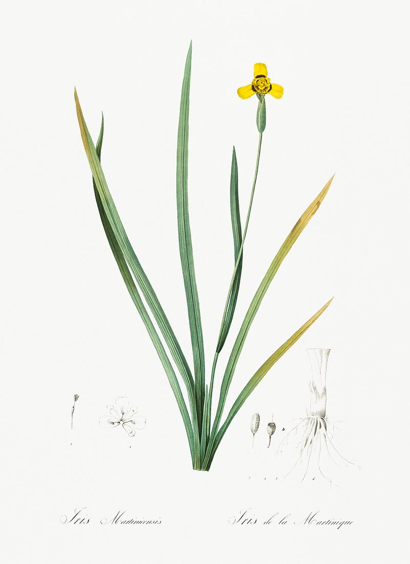 Iris martinicensis illustration from Les liliacées (1805) by Pierre Joseph Redouté (1759-1840). Digitally enhanced by rawpixel. Iris martinicensis illustration from Les liliacées (1805) by Pierre Joseph Redouté (1759-1840). Digitally…