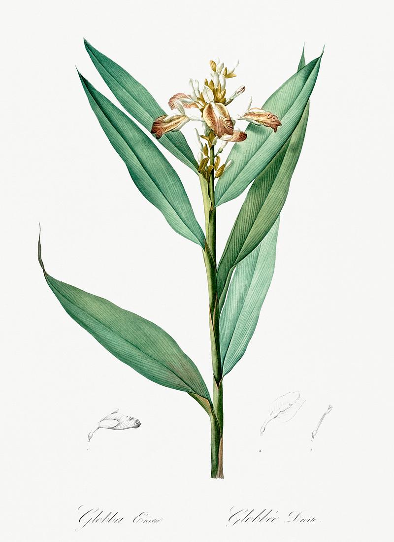 Globba erecta illustration from Les liliacées (1805) by Pierre Joseph Redouté (1759-1840). Digitally enhanced by rawpixel. Globba erecta illustration from Les liliacées (1805) by Pierre Joseph Redouté (1759-1840). Digitally enhanced…