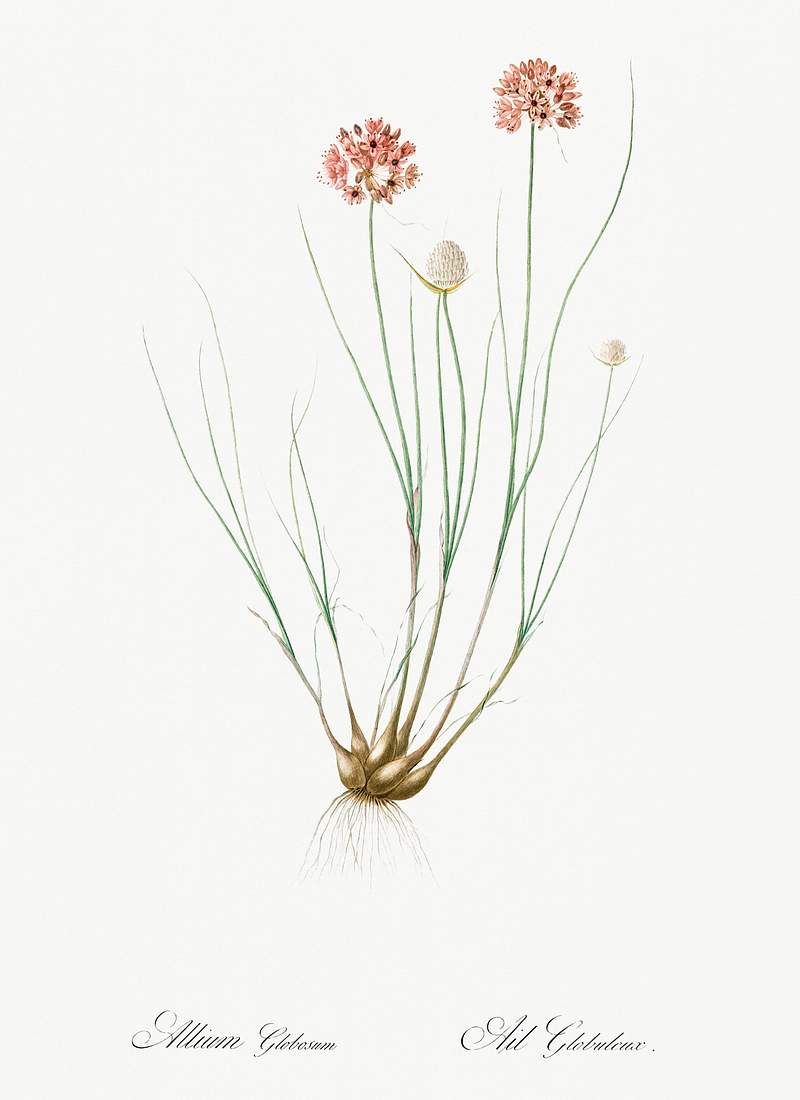 Allium globosum illustration from Les… | Free public domain illustration Allium globosum illustration from Les liliacées (1805) by Pierre-Joseph Redouté. Original from New York Public…