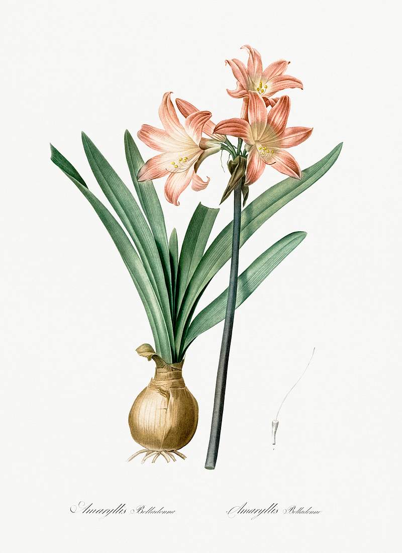 Amaryllis Belladonna illustration from Les liliacées (1805) by Pierre-Joseph Redouté. Original from New York…