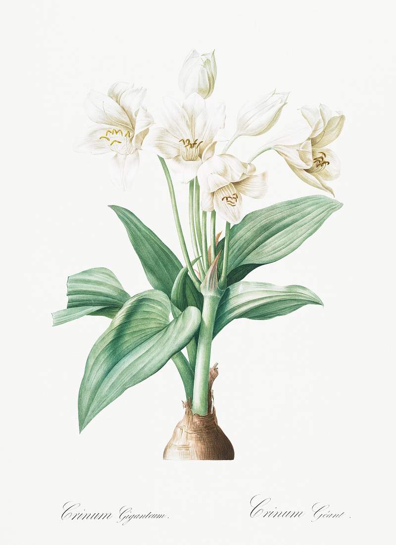 Crinum giganteum illustration from Les liliacées (1805) by Pierre-Joseph Redouté. Original from New York Public…