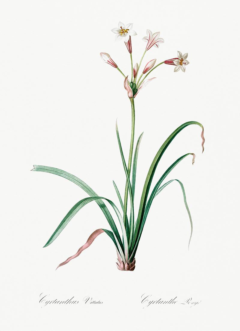 Crytanthus vittatus illustration from Les liliacées (1805) by Pierre Joseph Redouté (1759-1840). Digitally enhanced by rawpixel. Crytanthus vittatus illustration from Les liliacées (1805) by Pierre Joseph Redouté (1759-1840). Digitally…