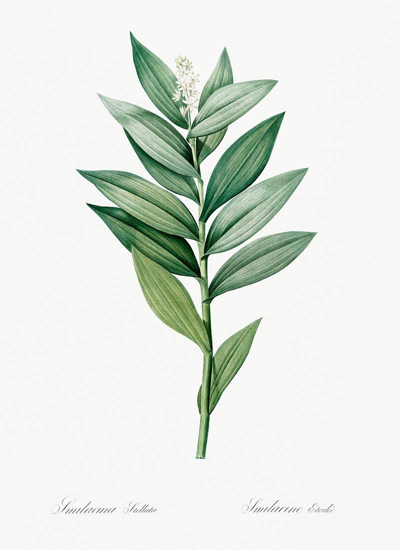 Smilacina stellata illustration from Les liliacées (1805) by Pierre-Joseph Redouté. Original from New York…